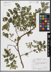 Foto von Salix caprea L.